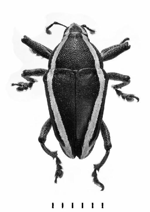 Cholus (Cholus) albicinctus Germar, 1824 - Cholus albicinctus-BMNH(E)1237644-dorsal mono