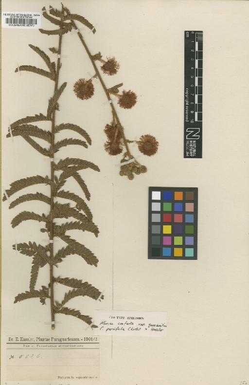 Mimosa custodis Barneby - BM000545446