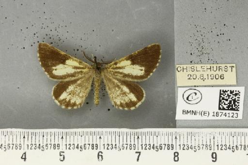 Bupalus piniaria (Linnaeus, 1758) - BMNHE_1874123_493943