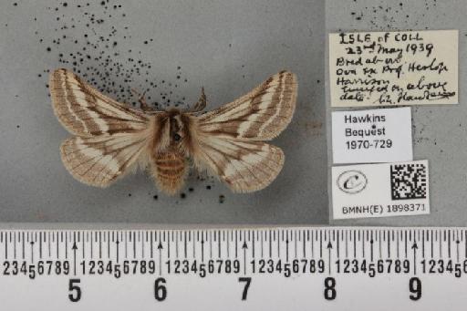 Lycia zonaria atlantica (Harrison, 1938) - BMNHE_1898371_491243