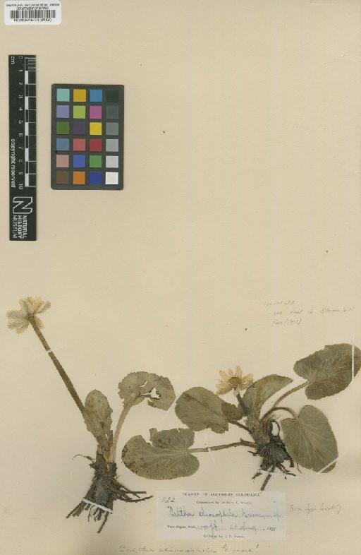 Caltha leptosepala subsp. leptosepala DC. - BM000565603