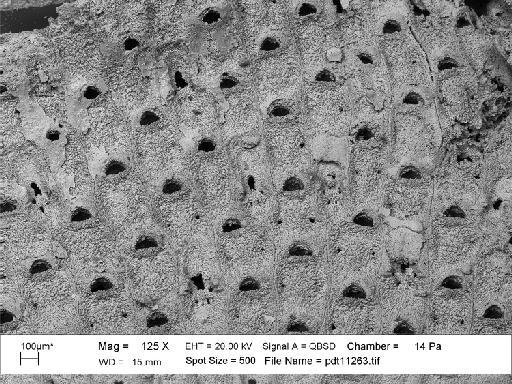 Manzonella neogenica (Buge) - PI D 6940 - Manzonella [Thalamoporella] neogenica