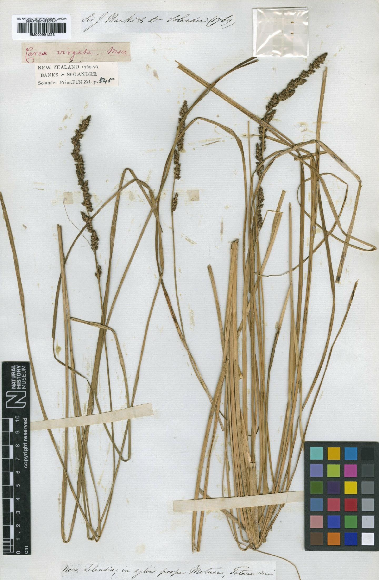 To the Natural History Museum, London (Carex appressa R.Br. BM000991223 type 1)