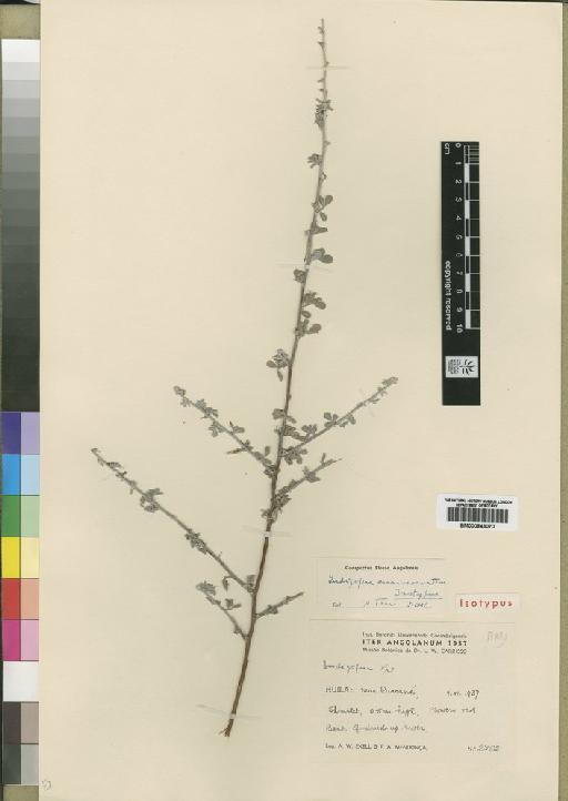 Indigofera carrissoana Torre - BM000843070