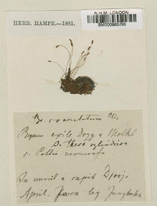 Brachymenium coarctatum Bosch & Sande Lac. - BM000983796