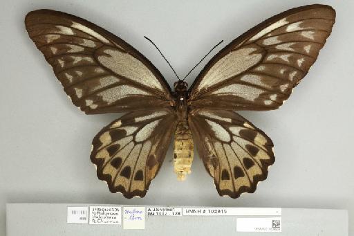 Ornithoptera croesus lydius Felder, 1865 - 013604964__