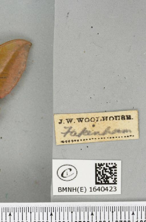 Deilephila elpenor (Linnaeus, 1758) - BMNHE_1640423_label_206557