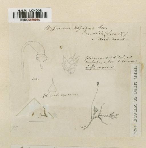 Mittenothamnium reptans (Hedw.) Cardot - BM000850966