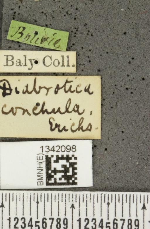 Gynandrobrotica conchula (Erichson, 1847) - BMNHE_1342098_label_23652