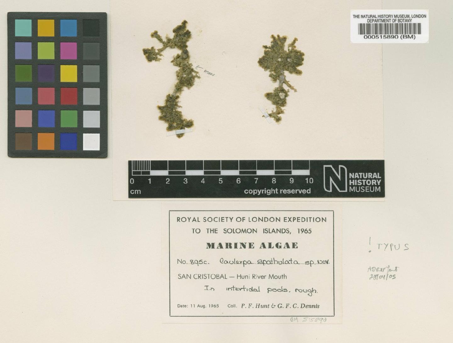 To NHMUK collection (Caulerpa spathulata Womersley & A.Bailey; Type; NHMUK:ecatalogue:4829666)