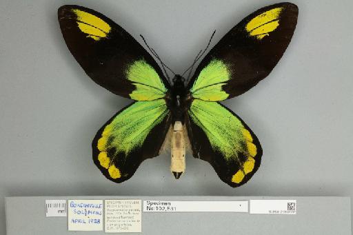 Ornithoptera victoriae regis Rothschild, 1895 - 013602507__