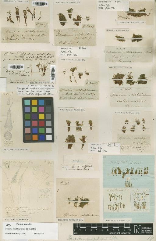 Tayloria octoblepharum (Hook.) Mitt. - BM000982995_a