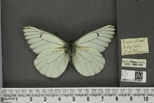 Aporia crataegi (Linnaeus, 1758) - BMNHE_1079089_70159