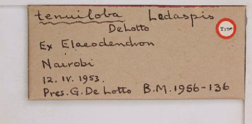 Ledaspis tenuiloba De Lotto, 1956 - 010714390_additional