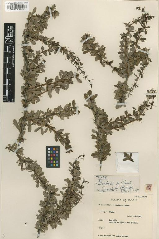 Berberis 'Comet' - BM000559163