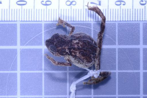 Choerophryne darlingtoni - Image of specimen 1947.1.3.92