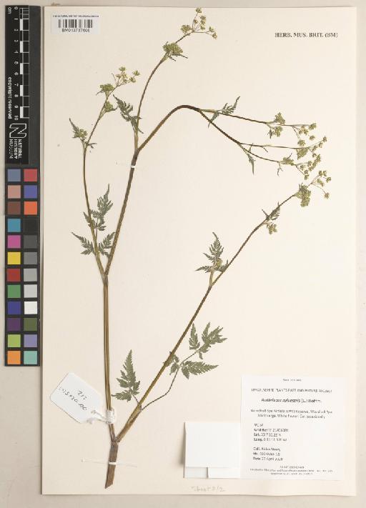 Anthriscus sylvestris (L.) Hoffm. - 013737608