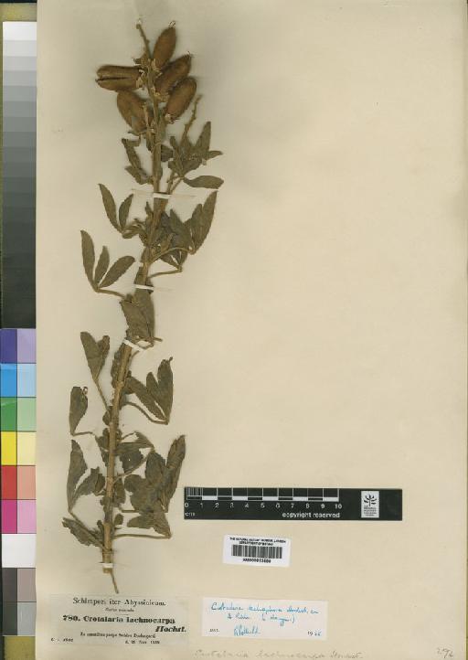 Crotalaria lachnophora A.Rich. - BM000843580