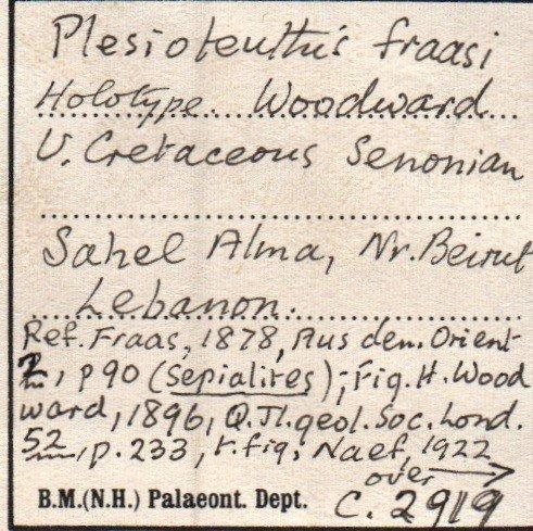 Coleoidea Bather, 1888 - C 2919 Label