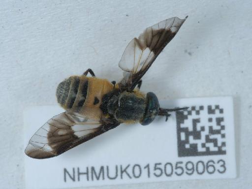 Chrysops relictus Meigen, 1820 - 015059063_3