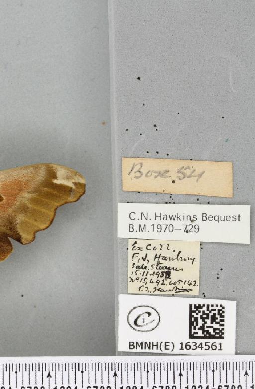 Mimas tiliae (Linnaeus, 1758) - BMNHE_1634561_label_204854