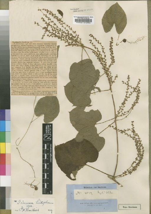 Dioscorea hirtiflora subsp. hirtiflora Benth. - BM000522152