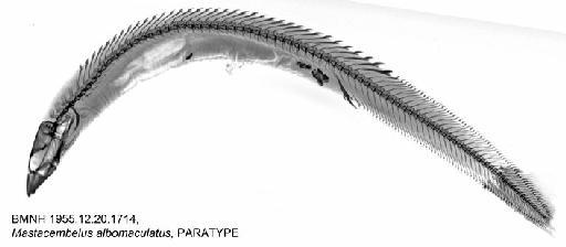 Mastacembelus albomaculatus Poll, 1953 - BMNH 1955.12.20.1714, Mastacembelus albomaculatus, PARATYPE, Radiograph