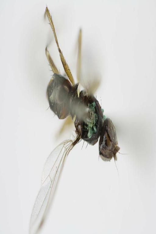 Sepsis setosipes Brunetti, 1929 - Sepsis_setosipes-BMNHE1485939-holotype_male-habitus_dorsal