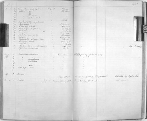 Scopelus sp - Zoology Accessions Register: Reptiles & Fishes: 1864 - 1877: page 421