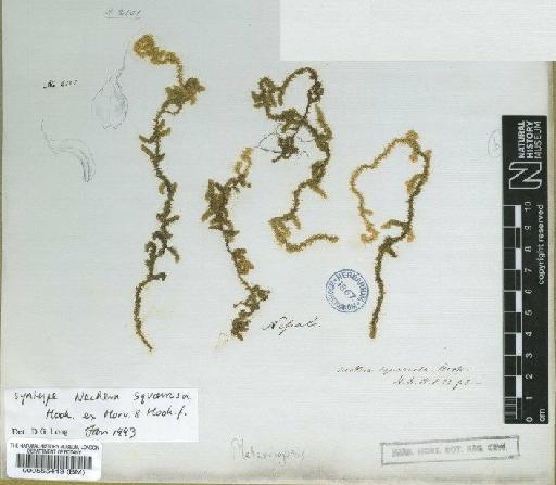 Meteoriopsis squarrosa (Hook. ex Harv.) M.Fleisch. in Broth. - BM000555419