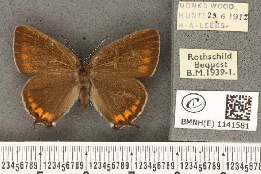 Satyrium pruni ab. progressiva Tutt, 1907 - BMNHE_1141581_96172