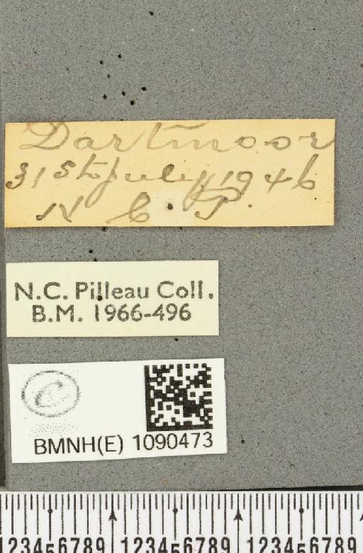 Pyronia tithonus britanniae (Verity, 1914) - BMNHE_1090473_label_714