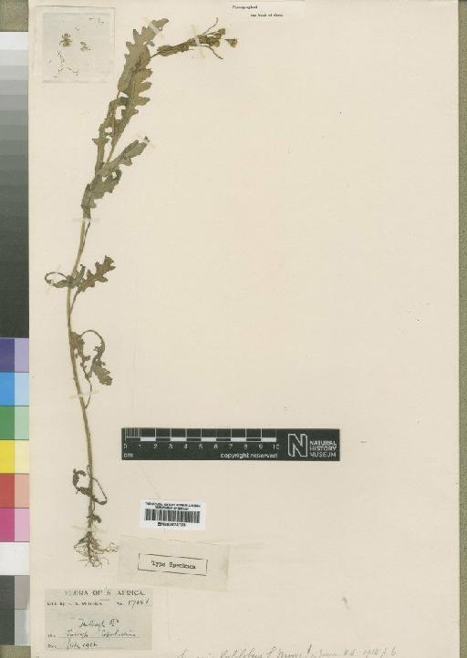 Senecio latilobus Moore - BM000924769