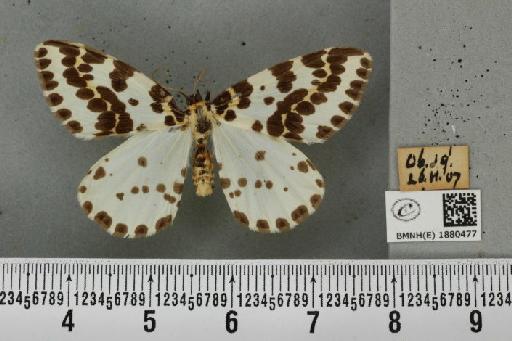 Abraxas grossulariata (Linnaeus, 1758) - BMNHE_1880477_438942