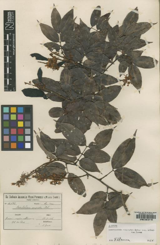 Macrolobium campestre var. arboreum Cowan - BM000603113