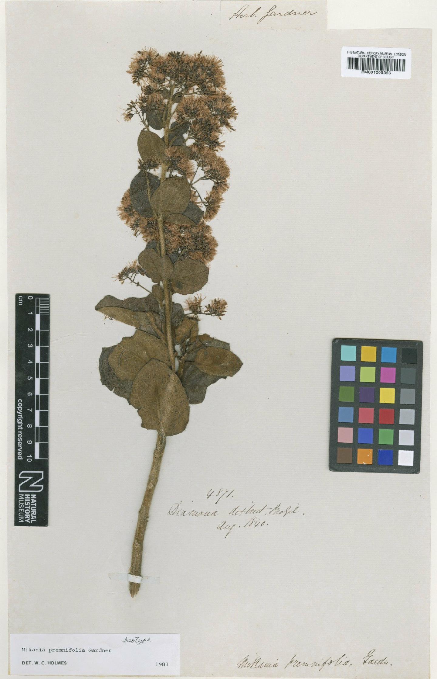 To NHMUK collection (Mikania premnifolia Gardner; Isotype; NHMUK:ecatalogue:608280)