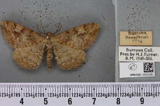 Alcis repandata repandata (Linnaeus, 1758) - BMNHE_1922161_477396