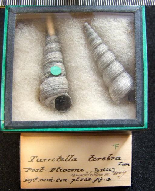 Turritellinella communis (Risso, 1826) - OR 43666. Turritella terebra (2 specimens+label)