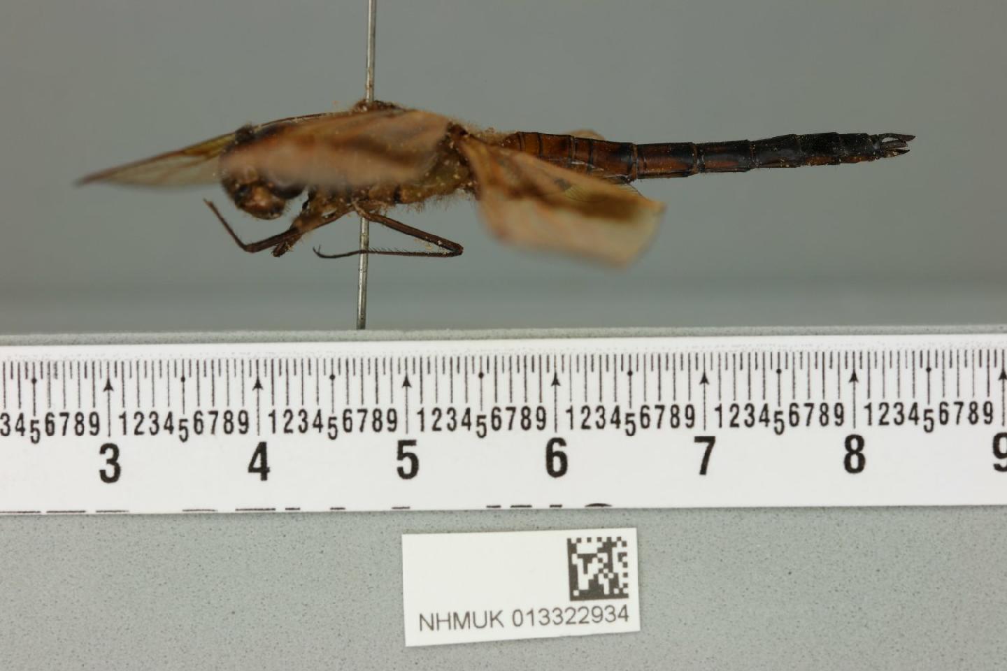 Hydrobasileus vittatus