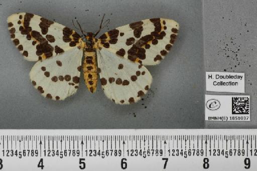 Abraxas grossulariata (Linnaeus, 1758) - BMNHE_1851037_414416