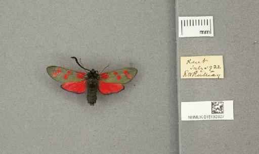 Zygaena (Zygaena) filipendulae stephensi Dupont, 1900 - 015192827_775459_1085133