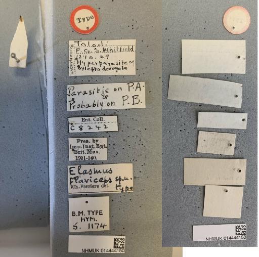 Elasmus flaviceps Ferriere, 1931 - 014444150_Elasmus_flaviceps_HT-F-5.1174_labels