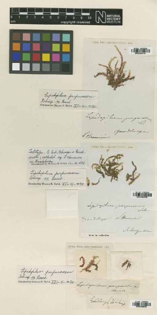 Lepidopilum purpurascens Schimp. ex Besch. - BM000862190_a