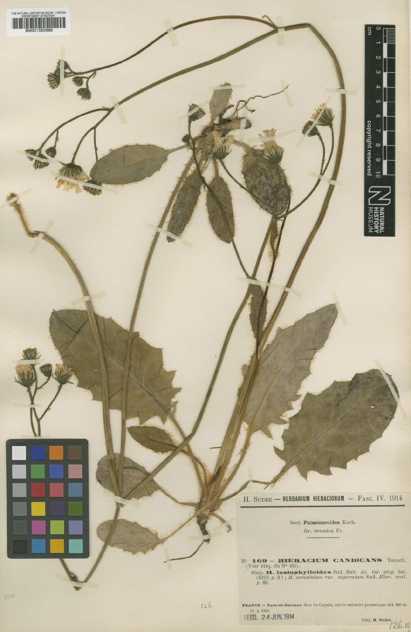 To NHMUK collection (Hieracium pallidum subsp. candicans (Tausch) Zahn; TYPE; NHMUK:ecatalogue:2398000)