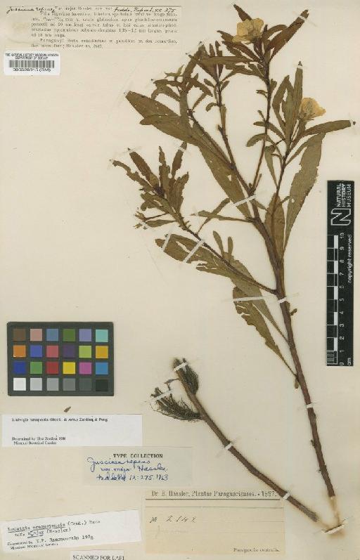 Ludwigia hexapetala (Hook. & Arn.) Zardini, H.Gu & P.H.Raven - BM000528815