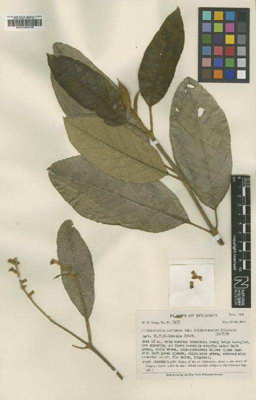 Citharexylum montanum var. chimborazense Moldenke - BM000992748