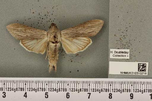 Cucullia umbratica (Linnaeus, 1758) - NHMUK_010510218_567947