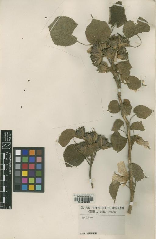 Abutilon sinense - BM000645029