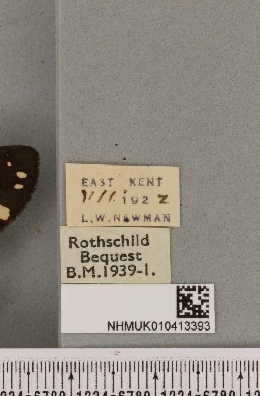 Callimorpha dominula (Linnaeus, 1758) - NHMUK_010413393_label_523401