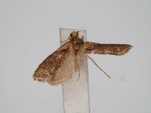 Capua chloraspis Meyrick - Capua_chloraspis_Meyrick_1924_Holotype_BMNH(E)#1055416_image001